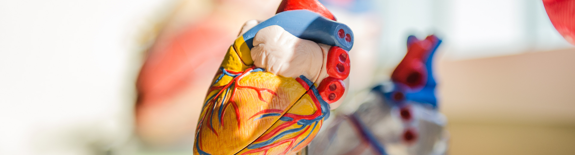 Cardiovascular Research Program